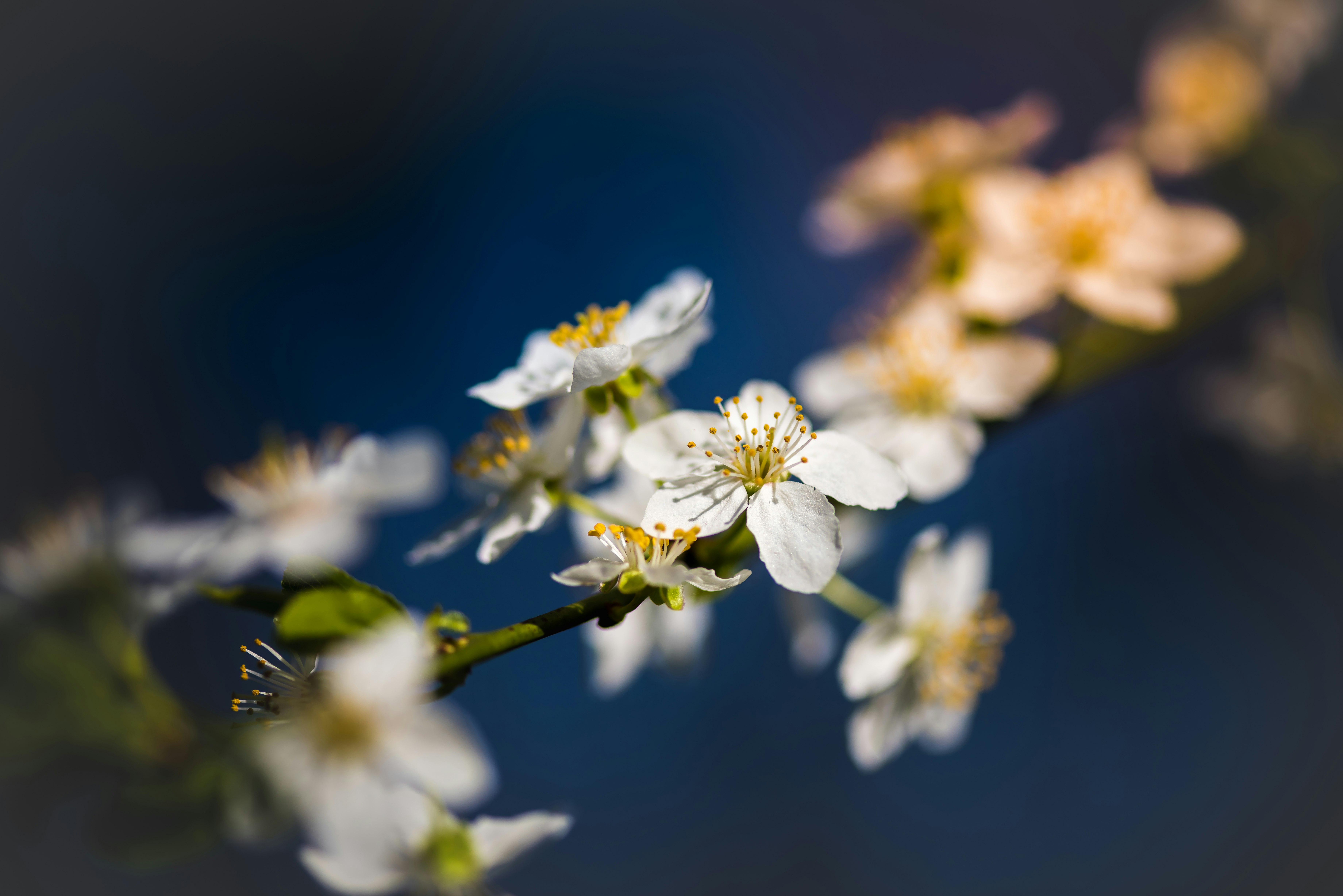 shallow focus photography of white petal flower plant with blue background